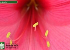 hippeastrum Pink Surprise (3)